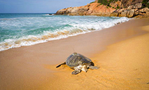 Turtles released back into sea in Hainan