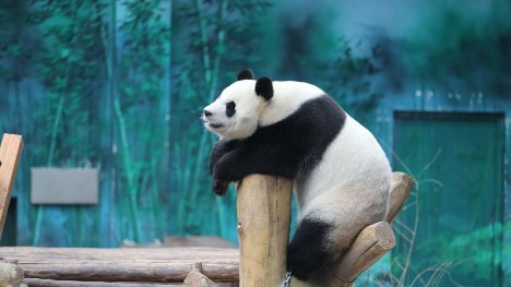 Shenyang zoo celebrates 7th birthday for giant panda Bing Qing