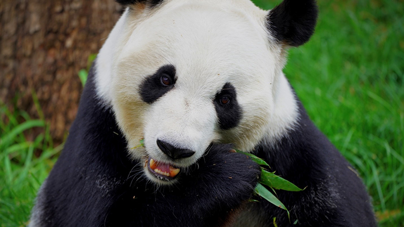 Iconic panda a furry friend for the wild animals of the Qinghai-Tibetan plateau