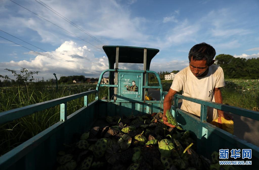 Lotus-related industry drives China's rural economic growth