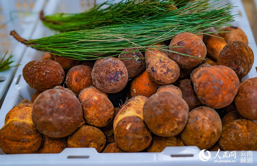 Explore the wonderful world of mushrooms in SW China's Yunnan