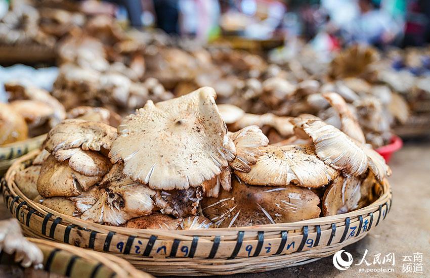 Explore the wonderful world of mushrooms in SW China's Yunnan