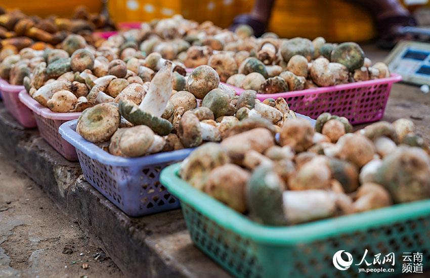 Explore the wonderful world of mushrooms in SW China's Yunnan