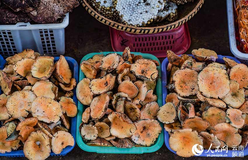 Explore the wonderful world of mushrooms in SW China's Yunnan