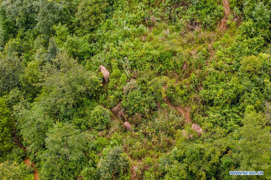 Wandering wild Asian elephants return to traditional habitat in Mojiang County, Yunnan