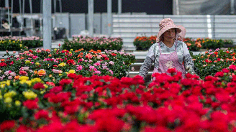 Flower trade booms as love blooms on Chinese Valentine's Day