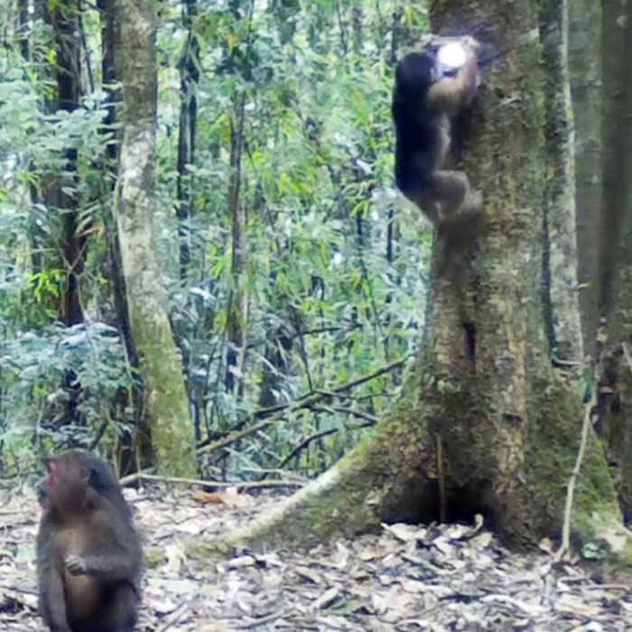 Infrared cameras capture footage of stump-tailed macaques at reserve in SW China’s Yunnan