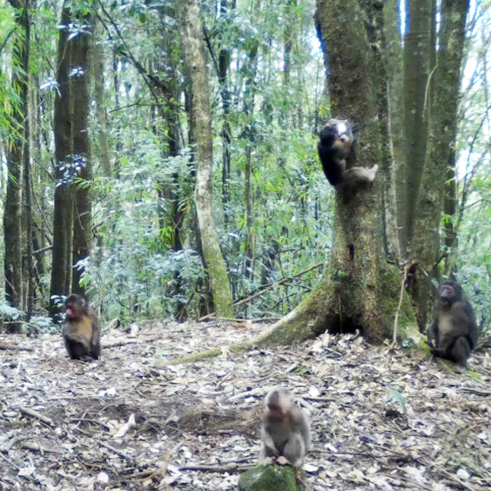 Infrared cameras capture footage of stump-tailed macaques at reserve in SW China’s Yunnan