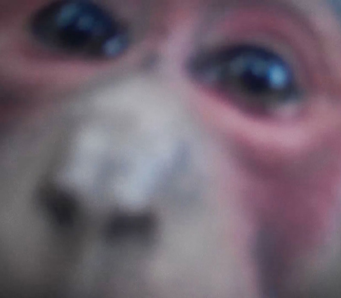 Infrared cameras capture footage of stump-tailed macaques at reserve in SW China’s Yunnan