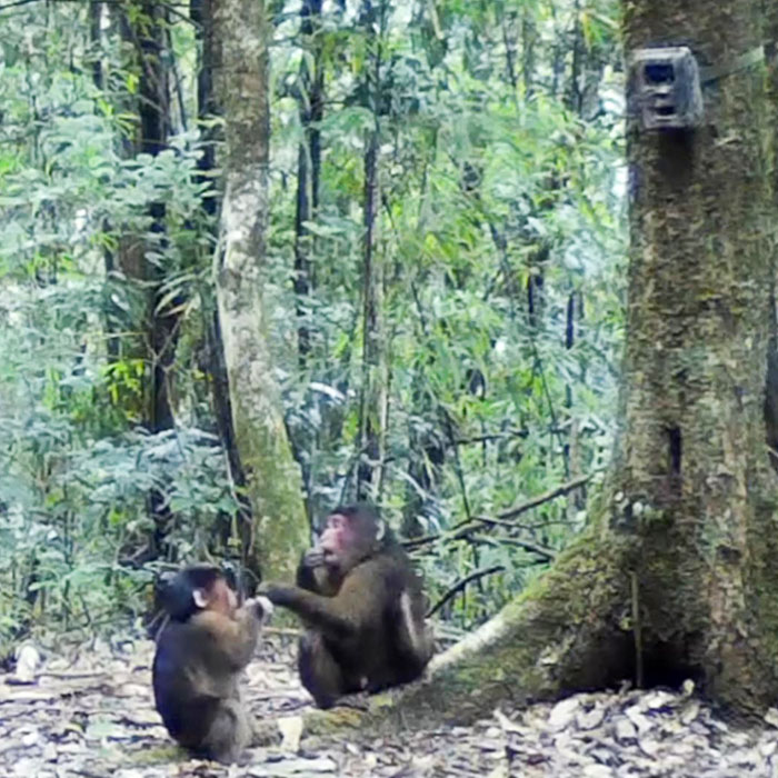 Infrared cameras capture footage of stump-tailed macaques at reserve in SW China’s Yunnan