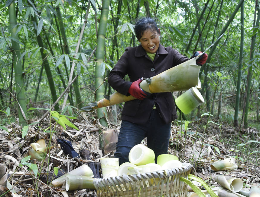In pics: Farmers harvest bamboo shoots in SW China’s Chongqing