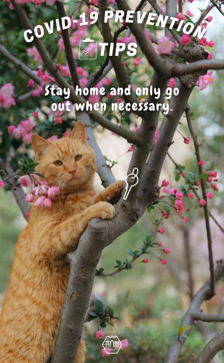 Cats Talk: COVID-19 prevention tips