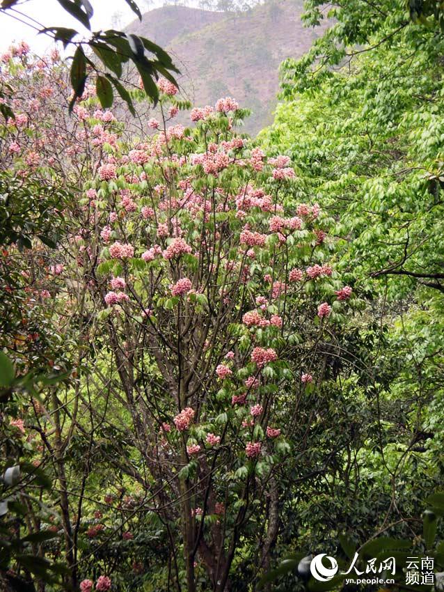 Explore the paradise of flora and fauna in SW China's Yunnan