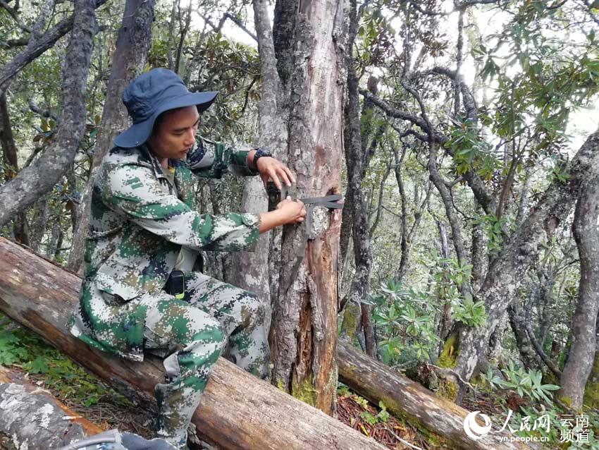 Father and son duo dedicated to protecting black snub-nosed monkeys in Yunnan