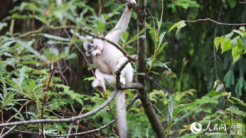 Father and son duo dedicated to protecting black snub-nosed monkeys in Yunnan