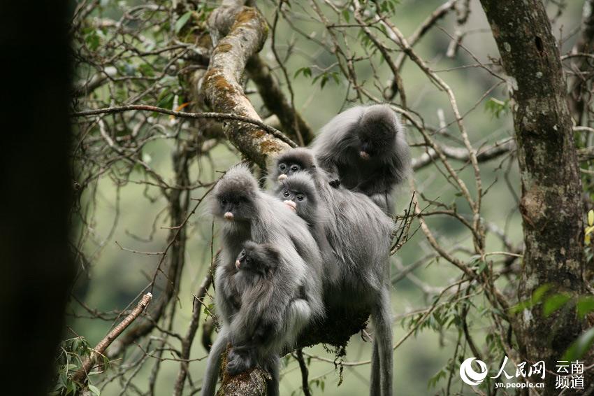 National first-class protected Phayre's leaf monkeys increase to over 2000 in SW Yunnan