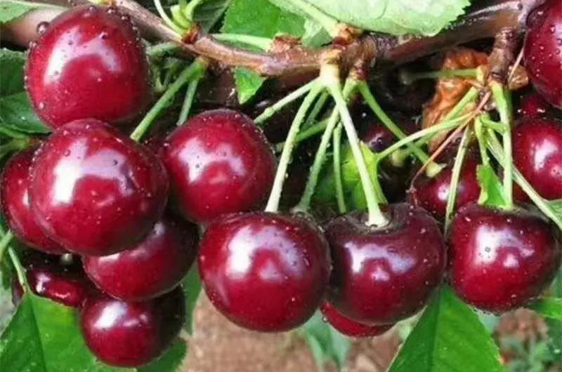 Sweet life of a cherry farmer in Xinjiang