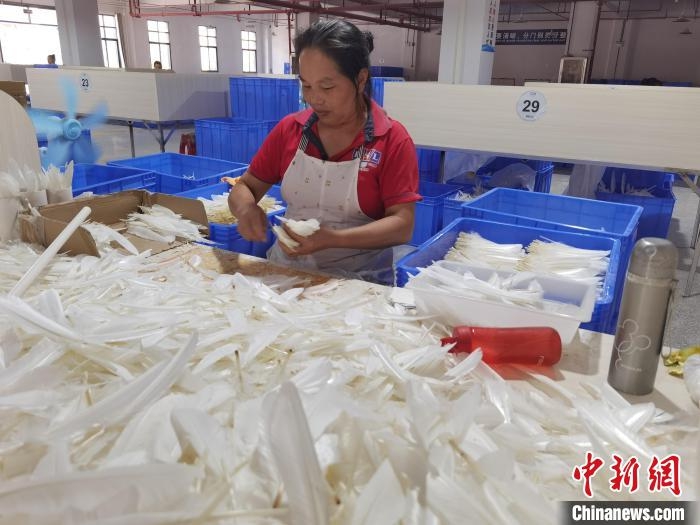 Goose feathers help spread the wings of industry in SW China’s Guizhou