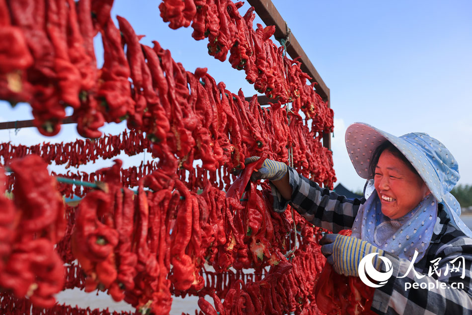 County in NW China’s Xinjiang embraces harvest season for chili peppers