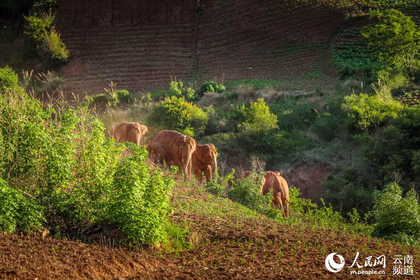 Appreciating cute moments from elephant herd's long northerly migratory trek