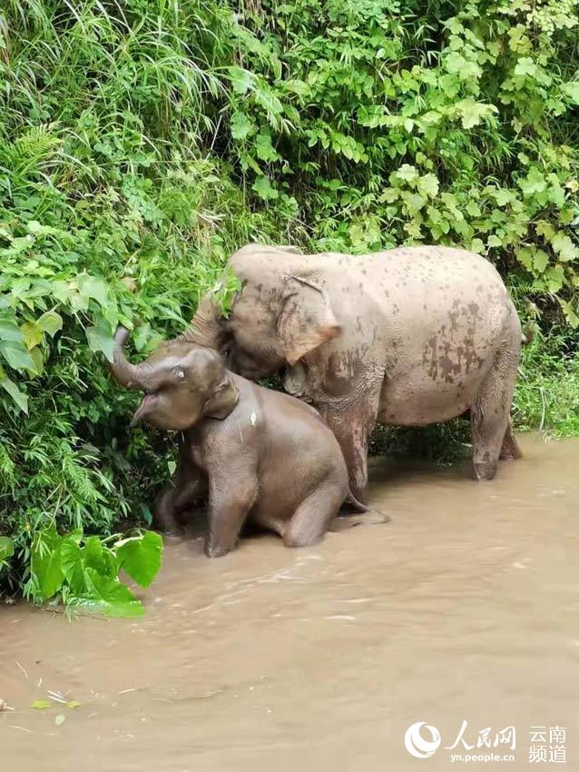 Appreciating cute moments from elephant herd's long northerly migratory trek