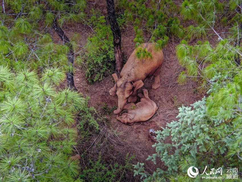 Appreciating cute moments from elephant herd's long northerly migratory trek