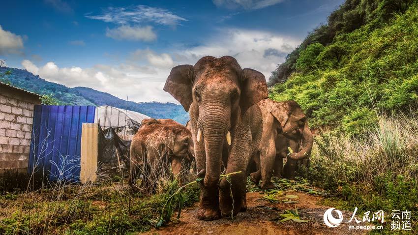 Appreciating cute moments from elephant herd's long northerly migratory trek