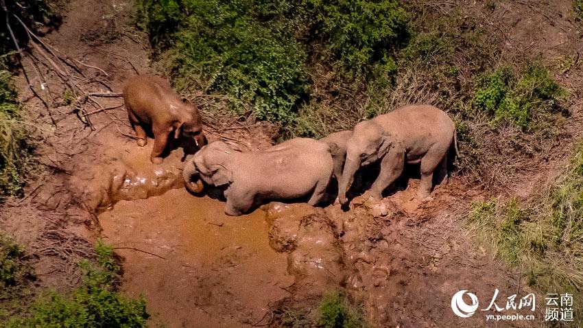 Appreciating cute moments from elephant herd's long northerly migratory trek