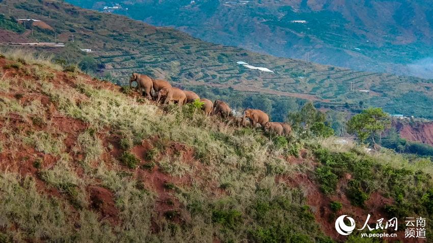 Appreciating cute moments from elephant herd's long northerly migratory trek