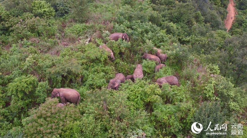Appreciating cute moments from elephant herd's long northerly migratory trek