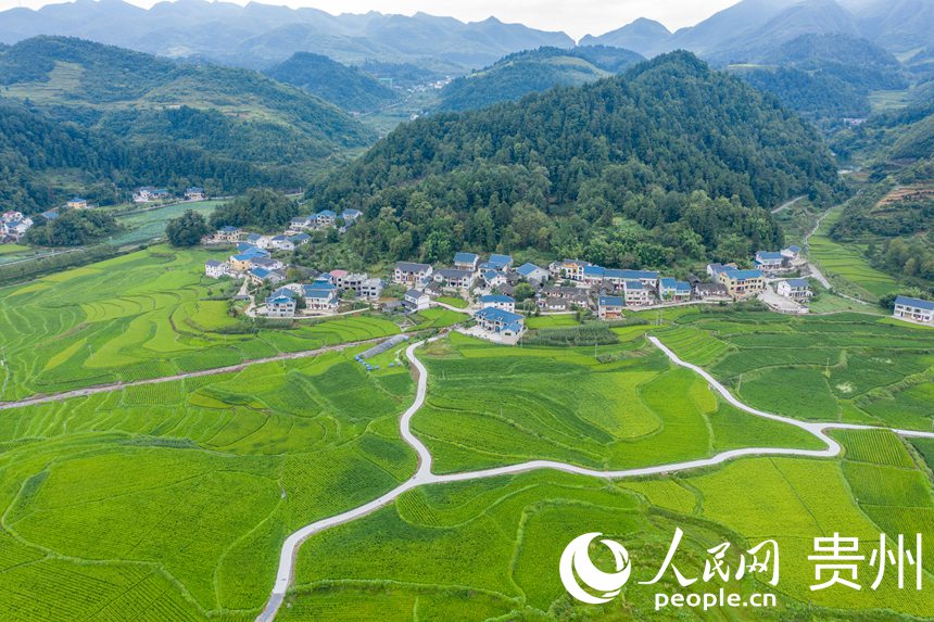 Booming development of specialized agricultural industry revitalizes village in SW China's Zunyi 