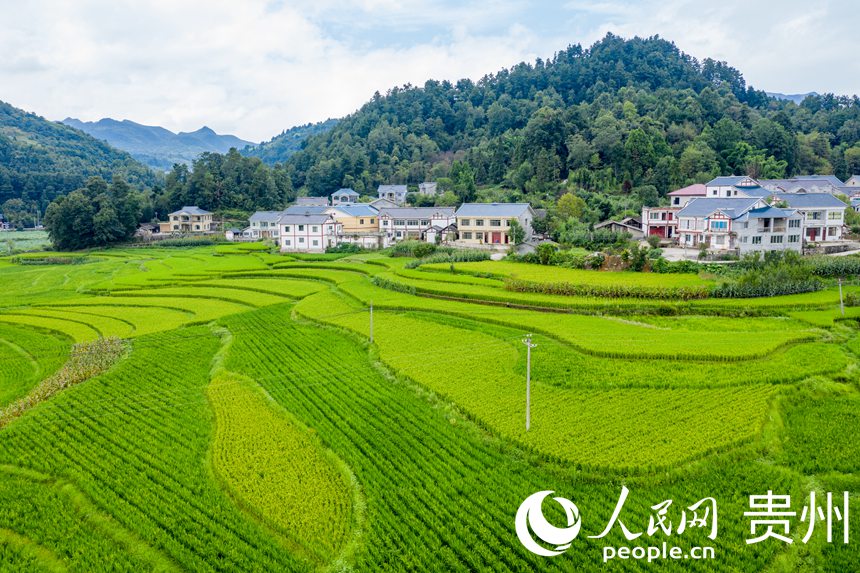 Booming development of specialized agricultural industry revitalizes village in SW China's Zunyi 