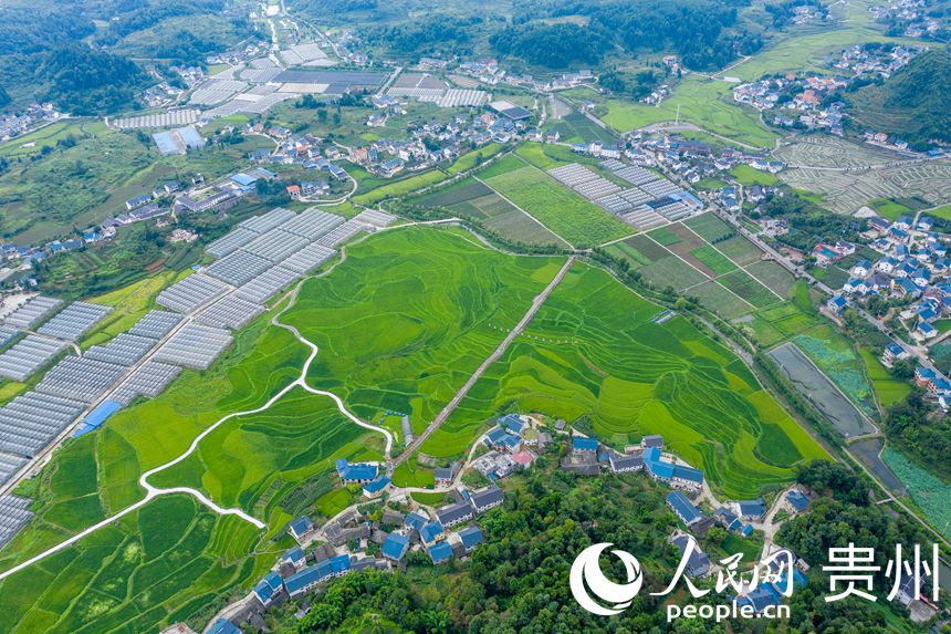 Booming development of specialized agricultural industry revitalizes village in SW China's Zunyi