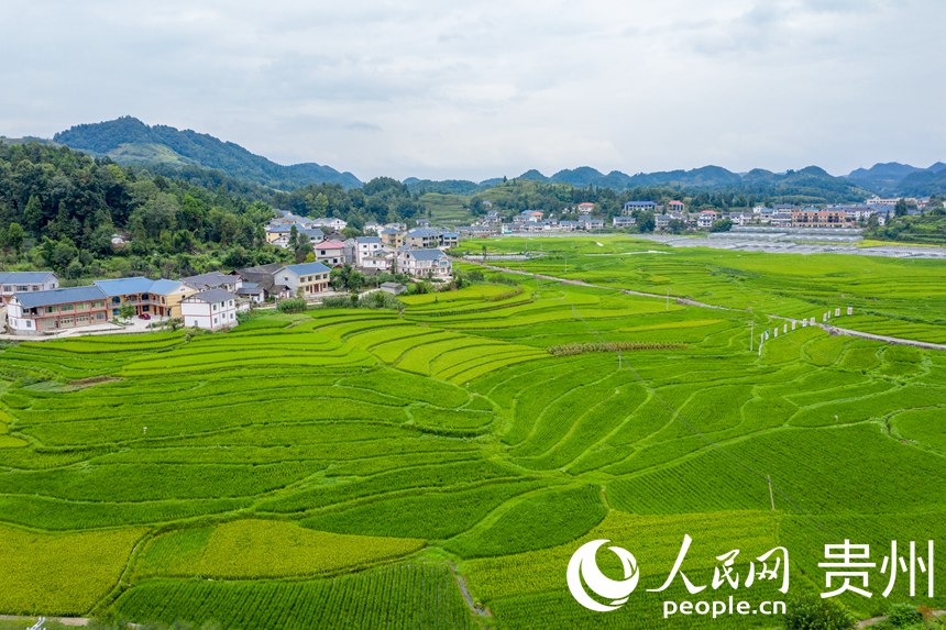 Booming development of specialized agricultural industry revitalizes village in SW China's Zunyi 
