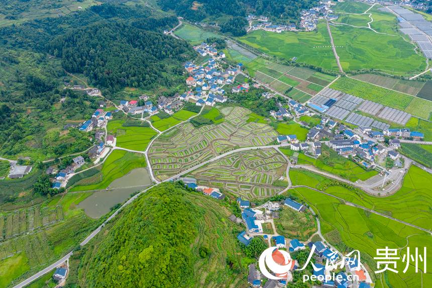 Booming development of specialized agricultural industry revitalizes village in SW China's Zunyi