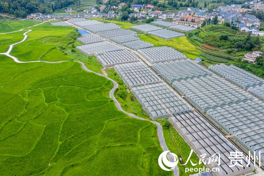 Booming development of specialized agricultural industry revitalizes village in SW China's Zunyi