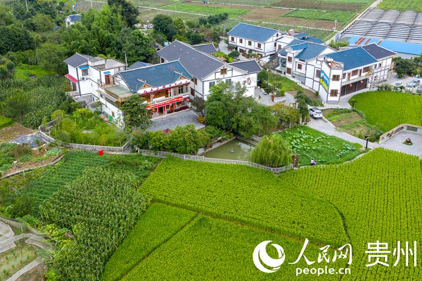 Booming development of specialized agricultural industry revitalizes village in SW China's Zunyi