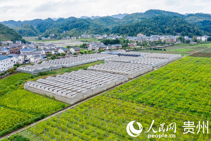 Booming development of specialized agricultural industry revitalizes village in SW China's Zunyi