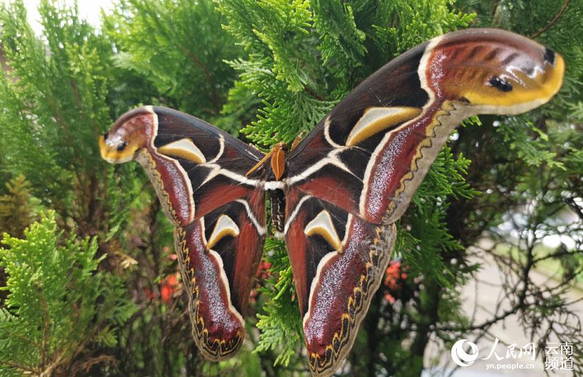 Moths with wing patterns resembling snake heads spotted in SW China’s Yunnan
