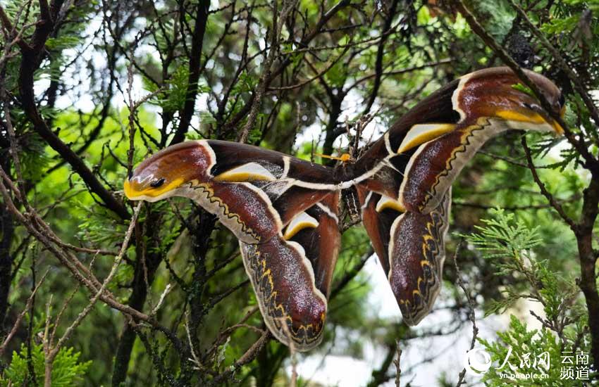 Moths with wing patterns resembling snake heads spotted in SW China’s Yunnan