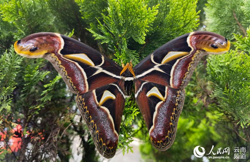 Moths with wing patterns resembling snake heads spotted in SW China’s Yunnan