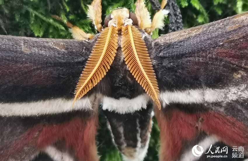 Moths with wing patterns resembling snake heads spotted in SW China’s Yunnan