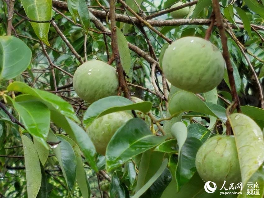 Endangered plant in SW China transformed into cash cow