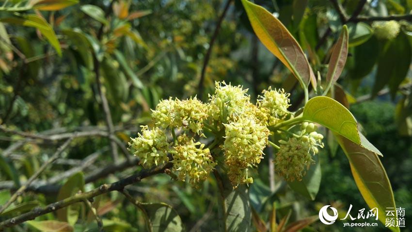 Endangered plant in SW China transformed into cash cow