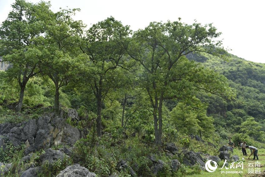 Endangered plant in SW China transformed into cash cow