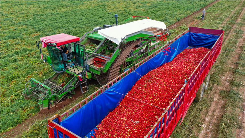 Harvesters in Xinjiang reap tomatoes across thousands of hectares