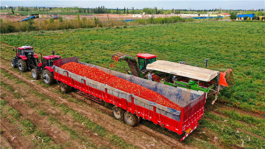 Harvesters in Xinjiang reap tomatoes across thousands of hectares