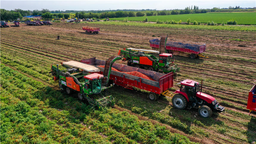 Harvesters in Xinjiang reap tomatoes across thousands of hectares