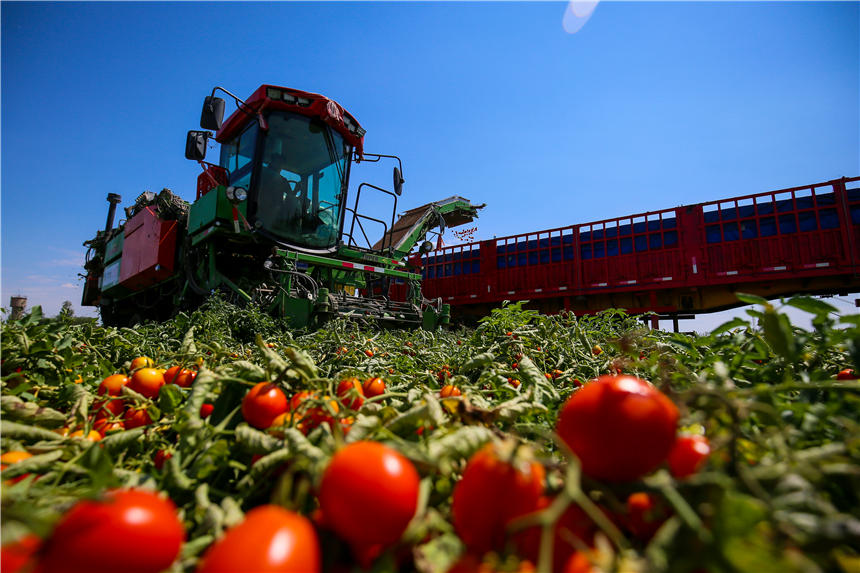 Harvesters in Xinjiang reap tomatoes across thousands of hectares