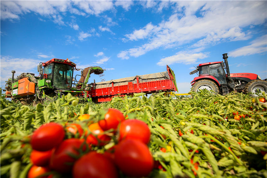 Harvesters in Xinjiang reap tomatoes across thousands of hectares
